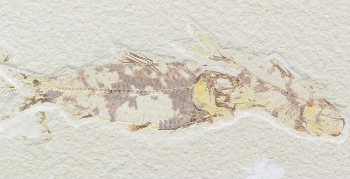 Multiple Knightia Fossil Fish Plate - x #42444